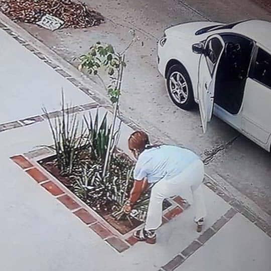 En este momento estás viendo ¡Gente robando plantas!