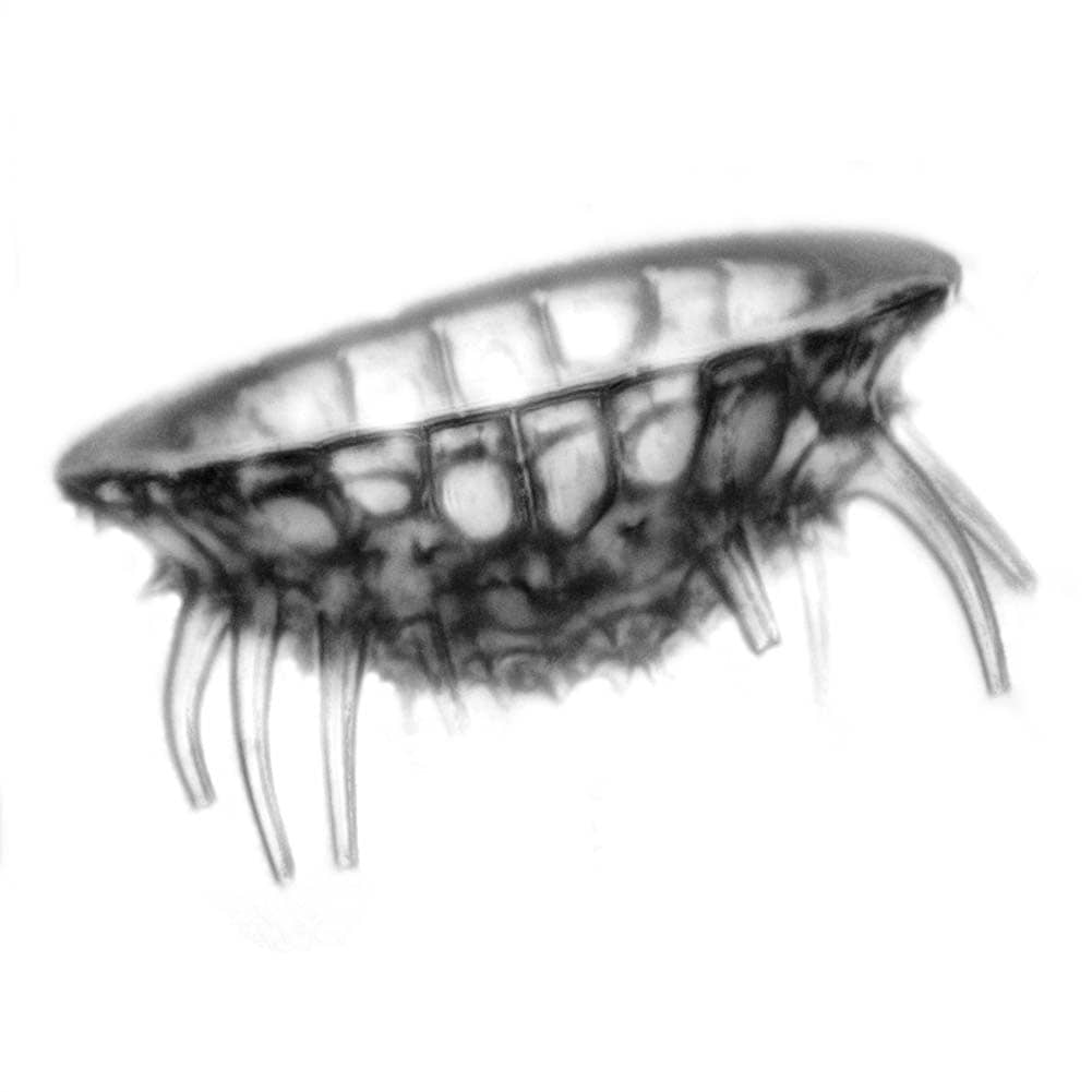 Diatoms_-_Stephanopyxis_spp_-_630x_(16575151746)