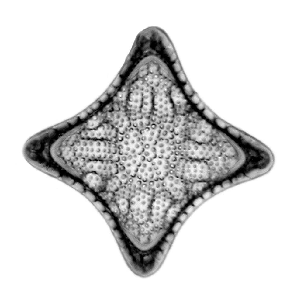 Diatom_-_Triceratium_balearicum_-_400x_(16678804486)